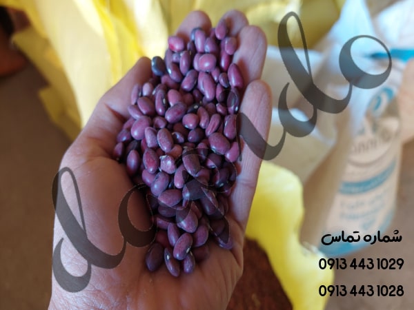 فروش مستقیم لوبیا قرمز ایرانی