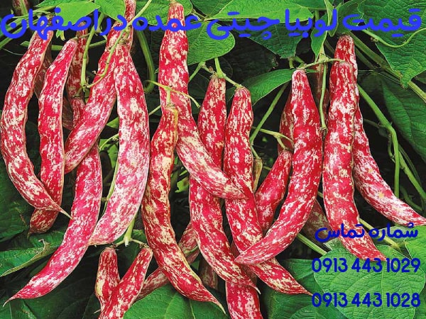 قیمت لوبیا چیتی عمده در اصفهان + خرید اینترنتی